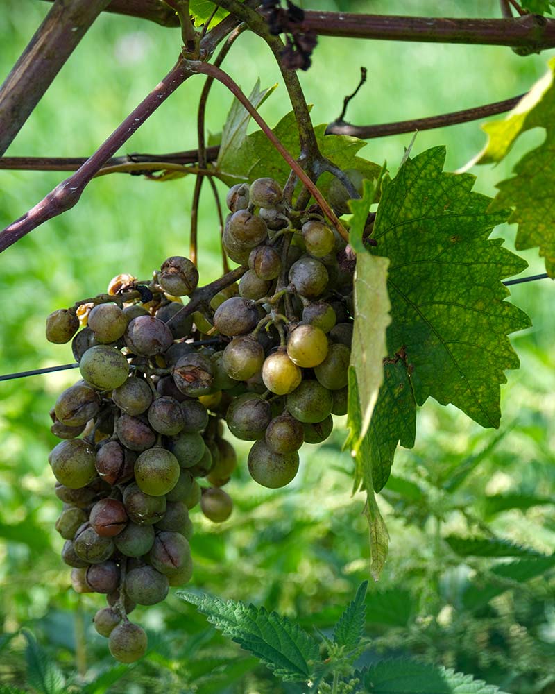 Grappe de raisin bio des vignes de Cachan
